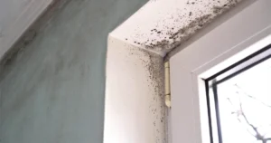 Mold growth on a bathroom wall and window frame, highlighting moisture and ventilation issues that can contribute to bathroom mold.